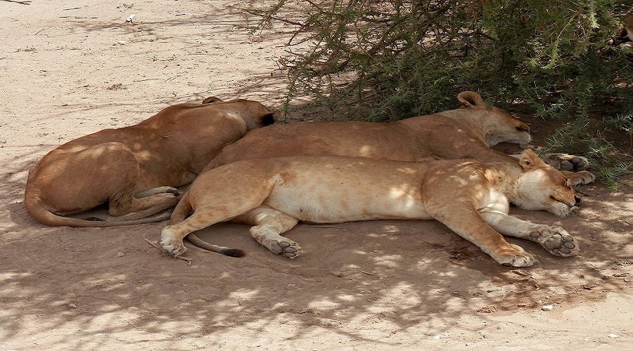 8 day guided tanzania safari from arusha or moshi